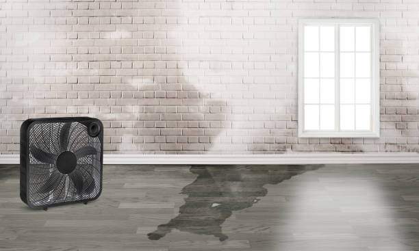 Best Flood restoration services  in Carefree, AZ